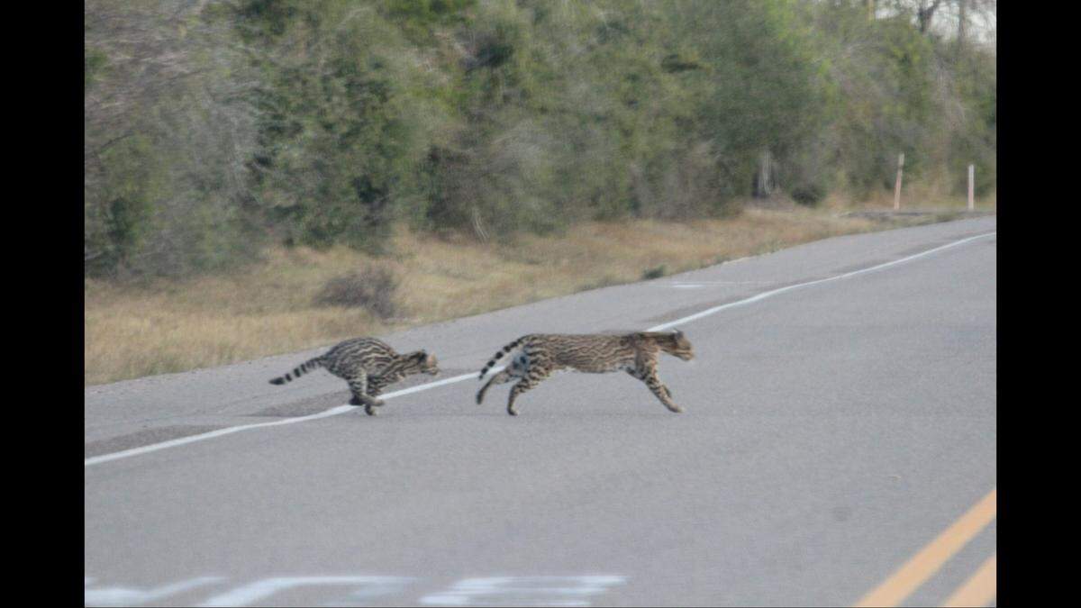 Once reunited, the mother and kitten dashed across the road to safety.