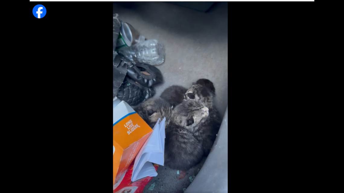 The kittens cuddled together on floor of the car.