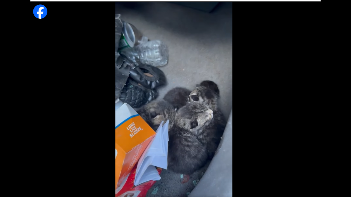 The kittens cuddled together on floor of the car.