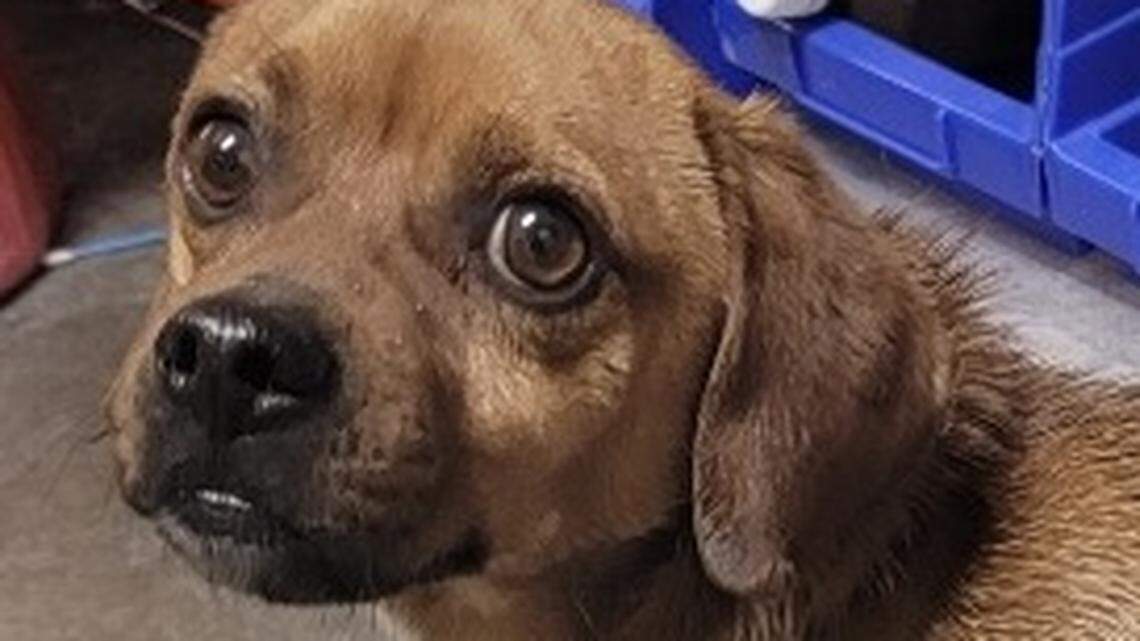 Bojangles was in intense pain from a collar embedded deeply into his neck.