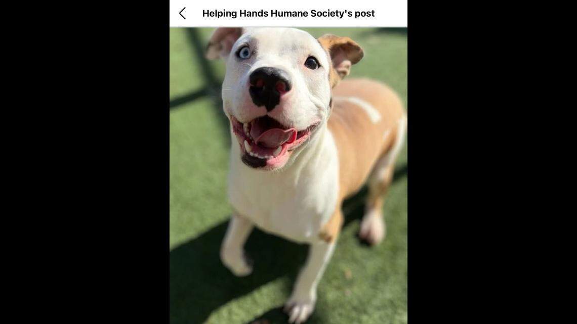 Teddy, the happy-go-lucky pup