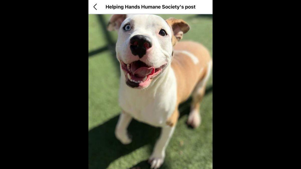 Teddy, the happy-go-lucky pup