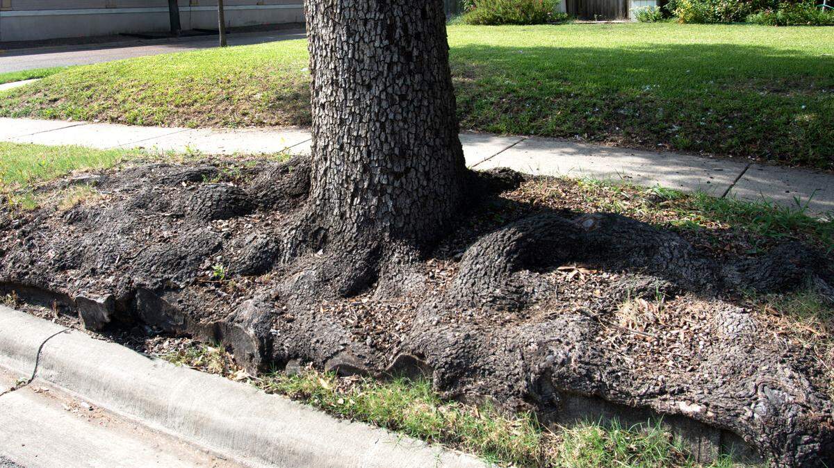 Live oak was terrible choice for parkway planting. Look out sidewalk, look out curb: roots are coming to get you.