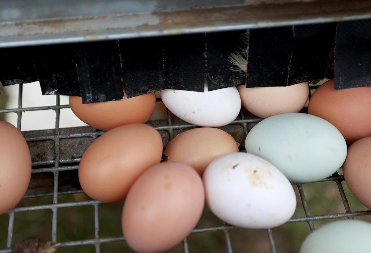 Pasture-raised eggs at JMZ Farms on Tuesday, Feb. 11, 2025, in Bridgeport.