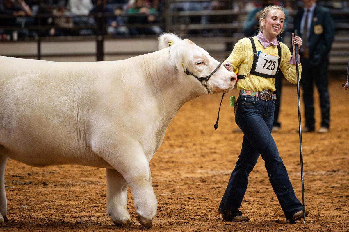 Dallam county resident Elli Bezner, 17, pulls her steer Leadfoot after winning her division for the Livestock Judging Contest at the Fort Worth Stock Show & Rodeo on Friday, Feb. 2, 2024. Bezner and Leadfoot would go on to win Grand Champion Steer of the Show.