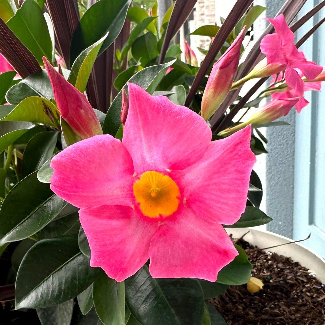 A deep pink mandevilla. The tropical plant is hardy to Zone 10. 