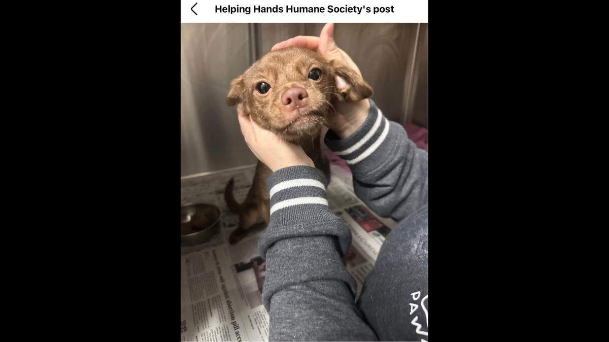 Sweet Chicken Nugget will be available for adoption following her recovery.