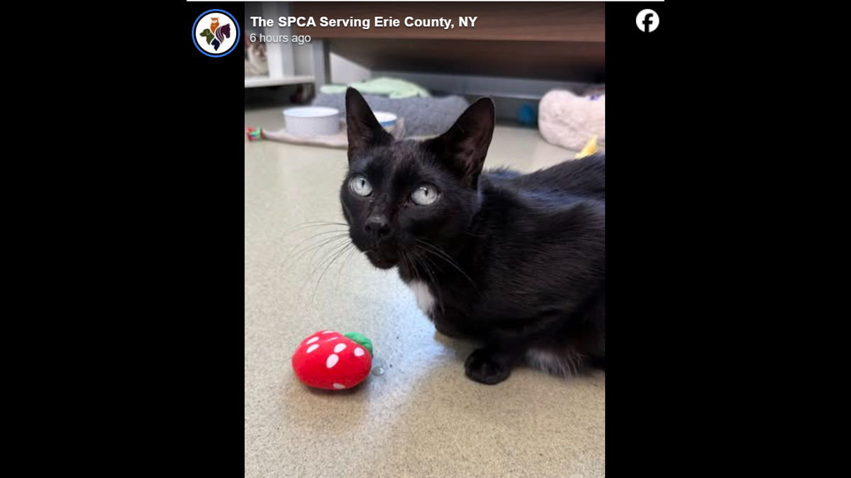 Marshall needs a loving home.