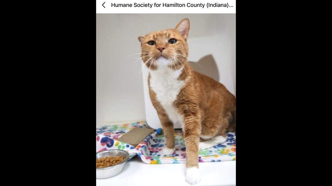 Tucker is a genuinely happy cat.