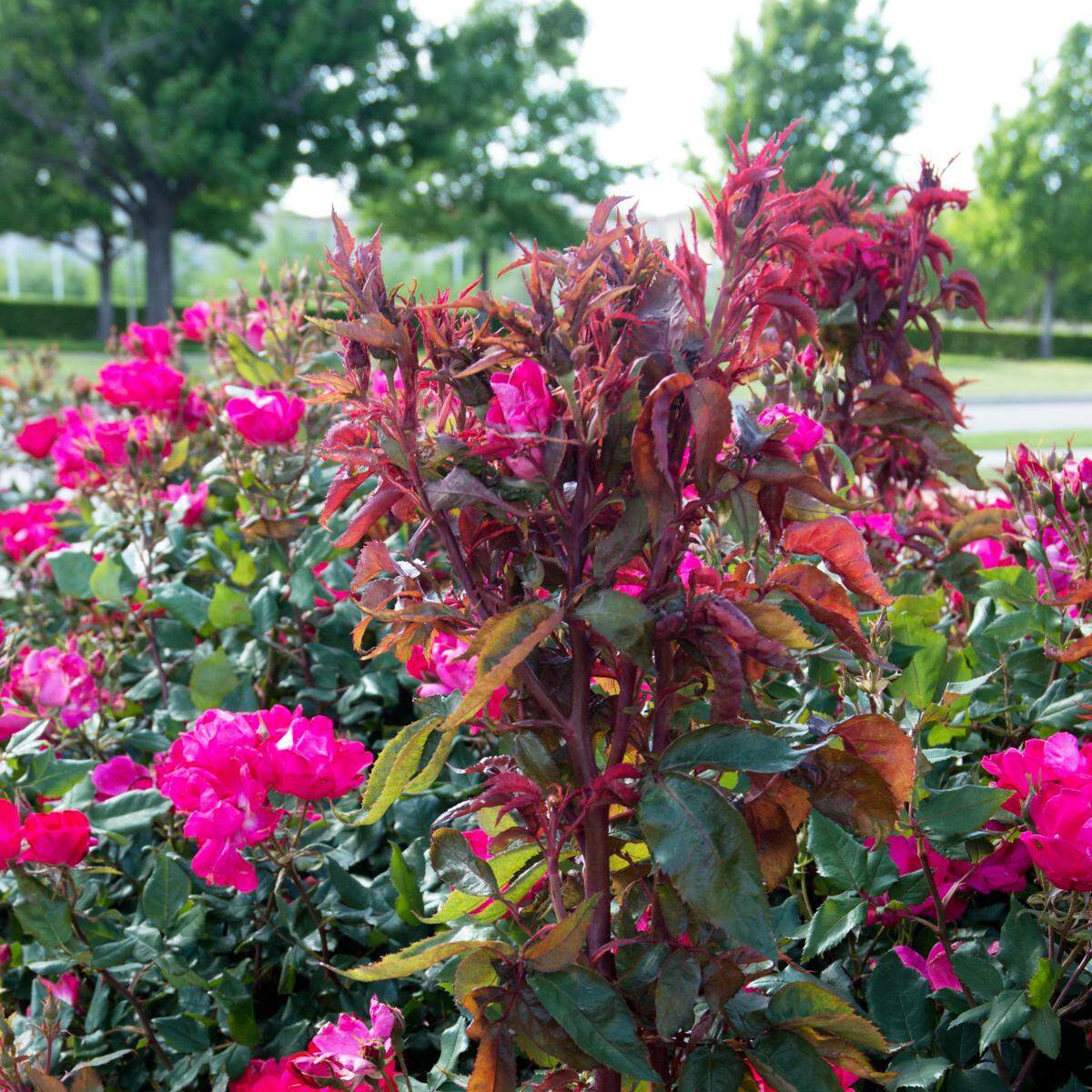 Rose rosette virus (strong bull canes, buds that don’t open properly, excessive thorns on some stems). The entire plant must be taken out when this occurs. 