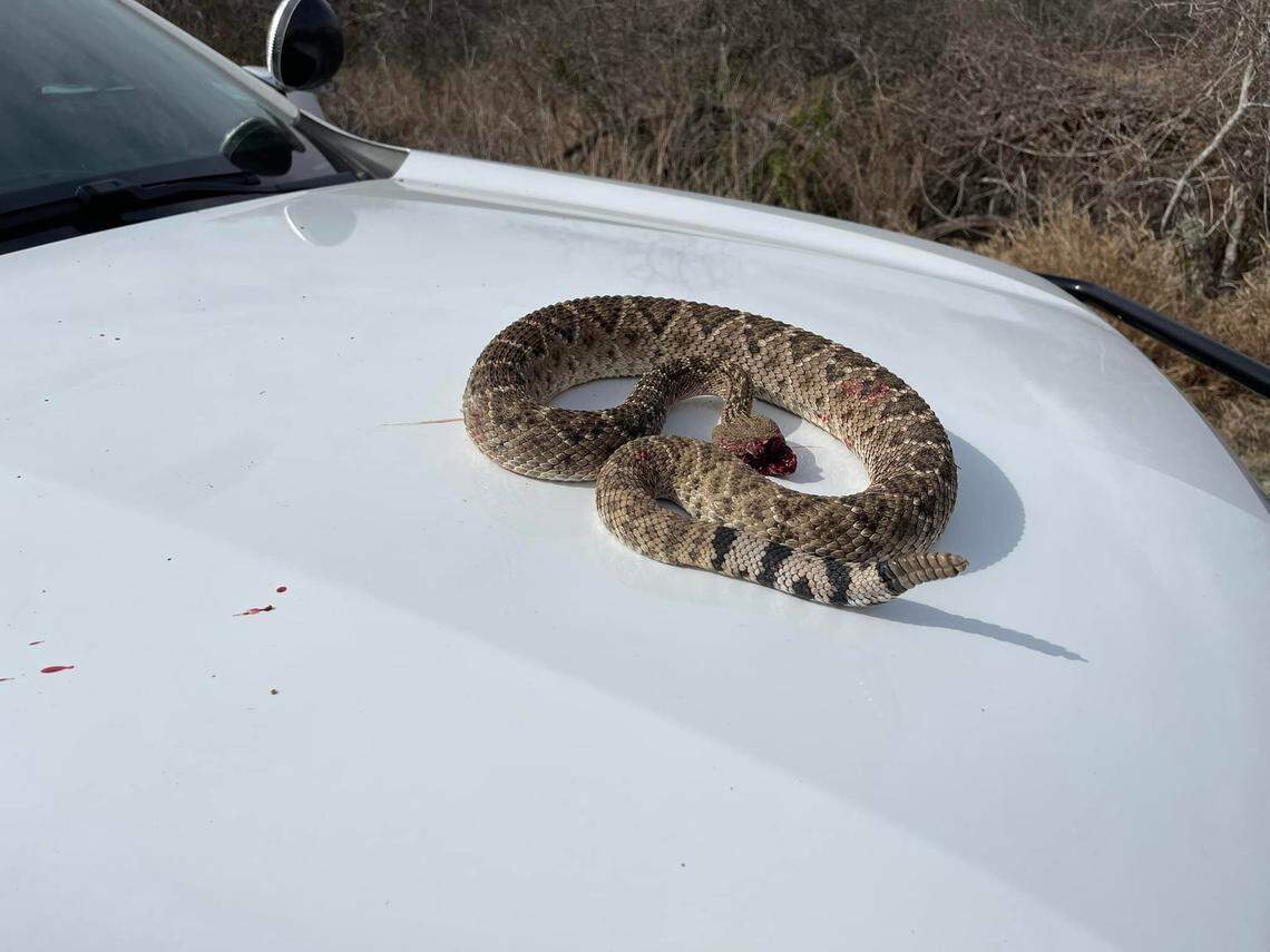 A Texas sergeant killed a rattlesnake that was two feet away from him.