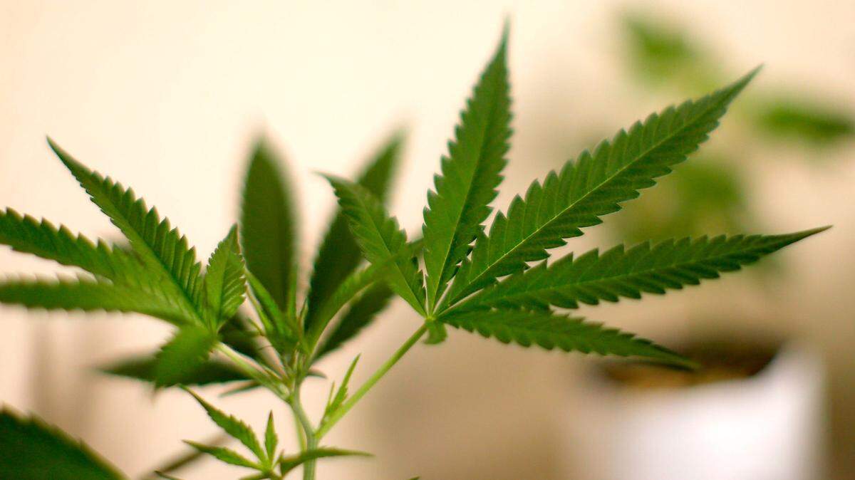 Can you bring legal weed back to Texas from another state? Here’s what the law says