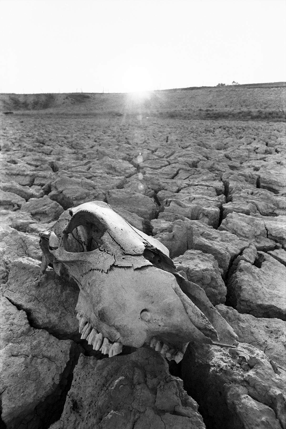 Aug. 1, 1980: A cattle skull is seen resting on dry, cracked clay near Azle, Texas.
