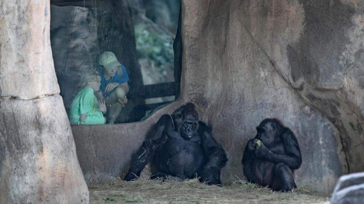 Zoo guests peer into the gorilla enclosure at the Fort Worth Zoo, which has consistently been named one of the best zoos in the country.