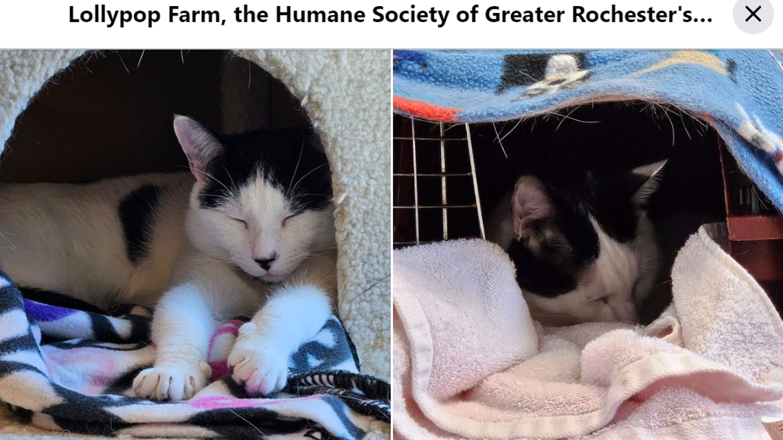 The shelter had no clue what was going on with the cats.