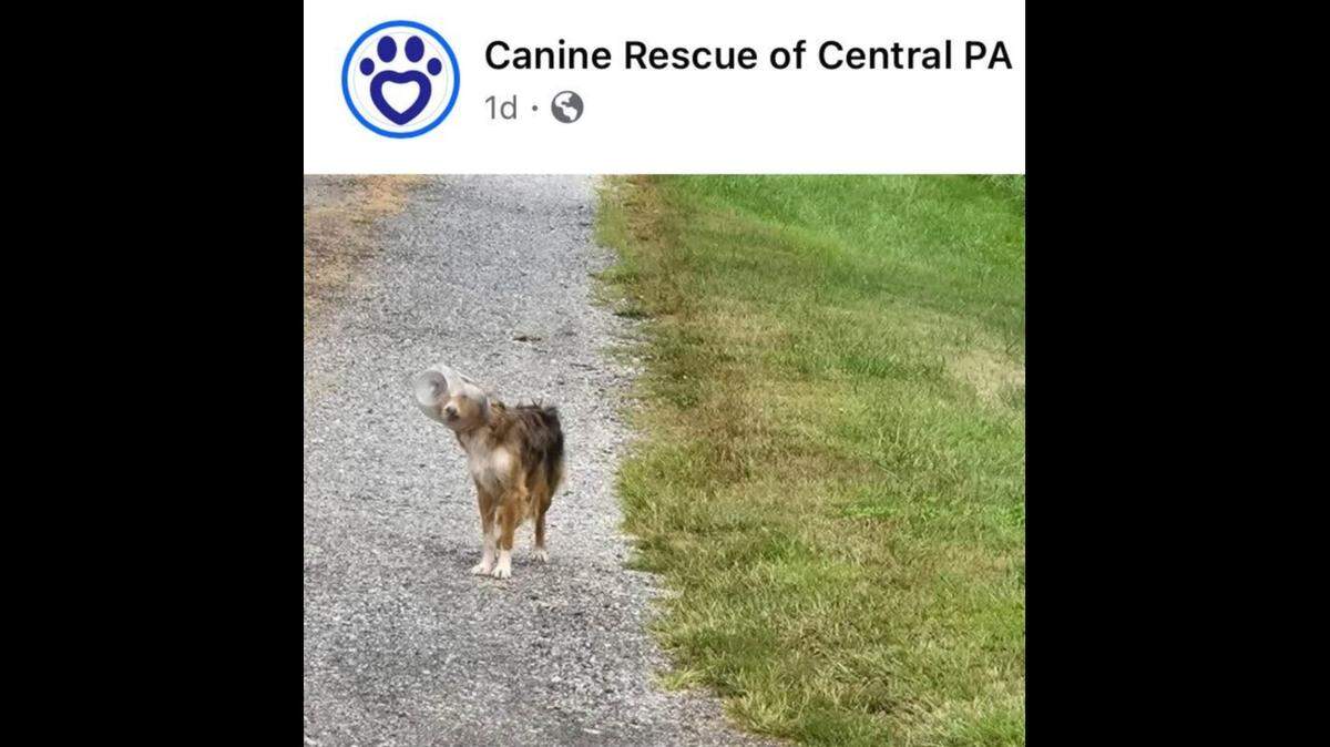 Thankfully, rescuers got to the pup before she could dehydrate herself any further.