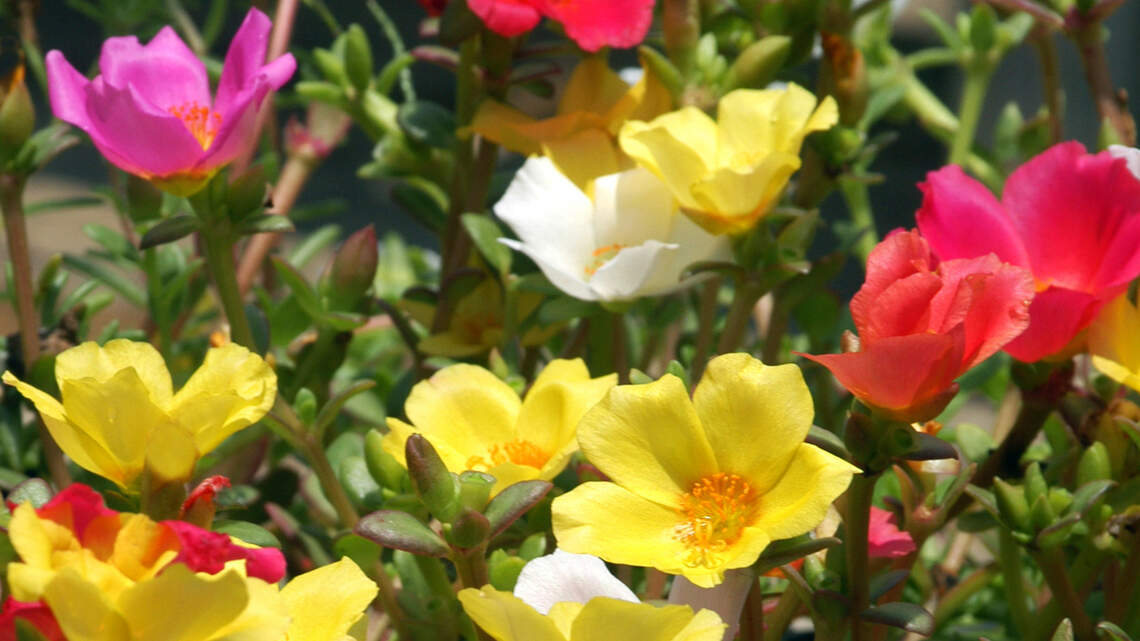Count on these flowers to produce multitudes of blooms in your North Texas landscape