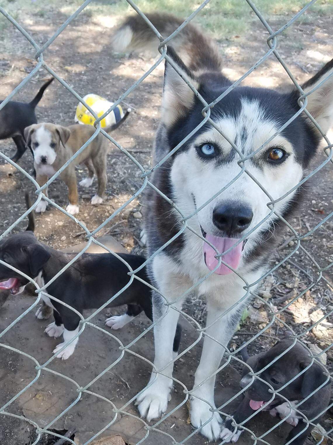 Ely had to be put to death after being stabbed multiple times.