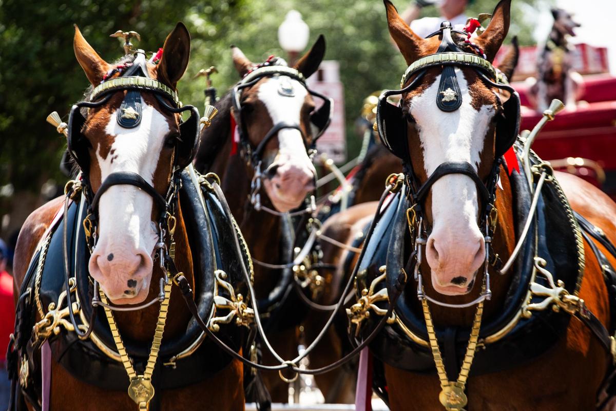 Clydesdales stroll down the stockyards on Friday, July 12. Budweiser Clydesdales make an old-school beer delivery as All-Star week festivities lead off around the metro area.
