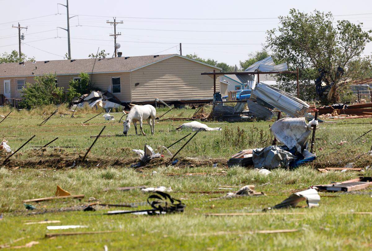 A lone horse grazes while surrounded by destruction from severe storms on Lone Oak in Valley View on Sunday, May 26, 2024.