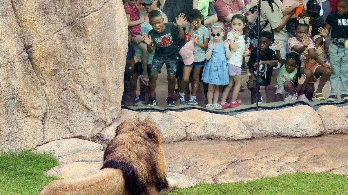 Visitors crowd the glass viewing area as Jabulani watches from his new habitat at The Fort Worth Zoo on Thursday, June 22, 2023.