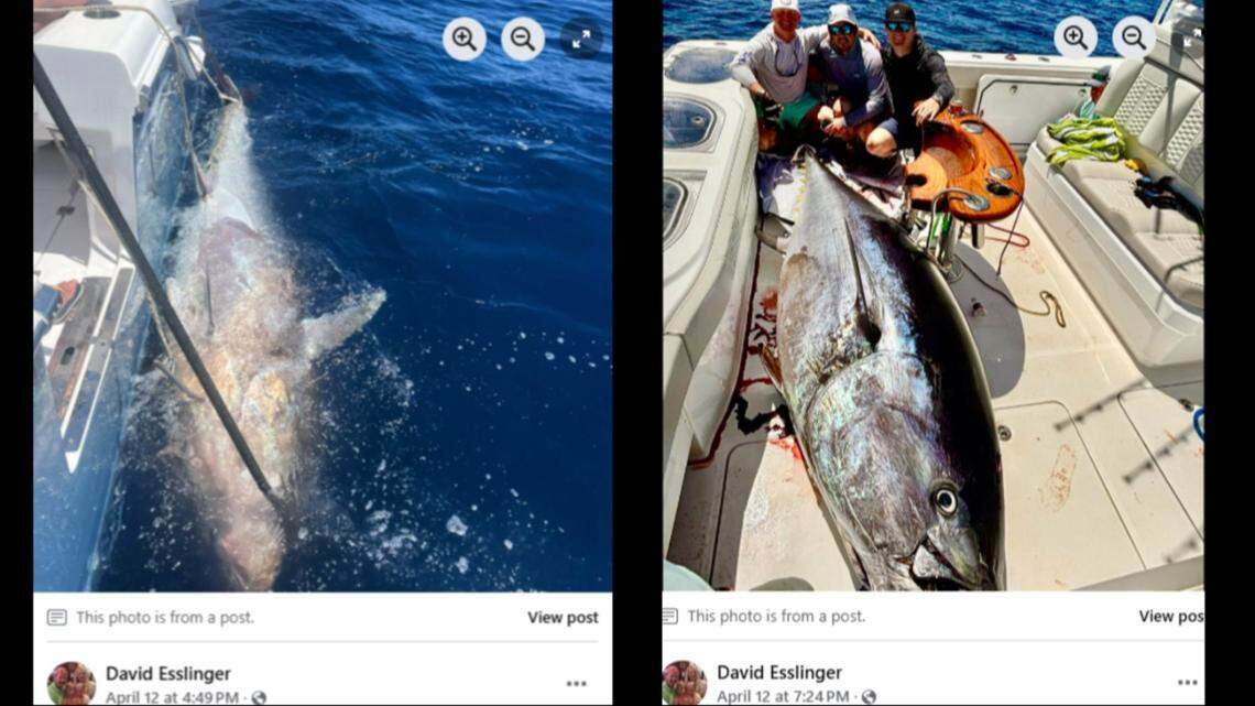 The crew catches the fish, then poses with it aboard their boat.