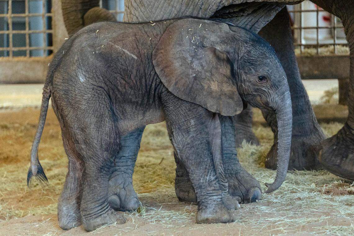 Mlilo, an African elephant at the Dallas Zoo, gave birth to a 290-pound baby elephant Feb. 26, 2023. His name will be announced next week, zoo officials said Wednesday, March 8. 