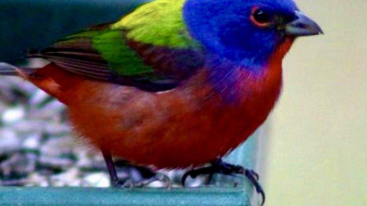 Painted buntings are among the birds in the woods around Cafe Lavender.