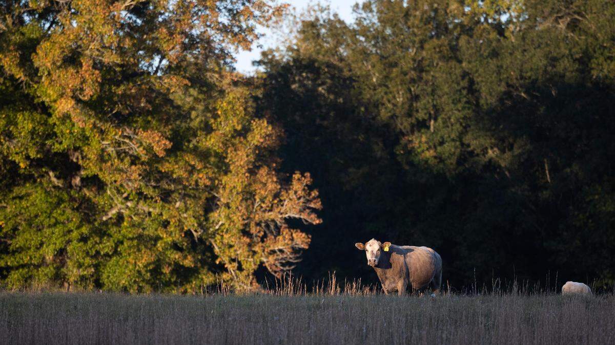 A cow grazes on a ranch in northeast Texas that would be flooded if the 66,000 acre Marvin Nichols Reservoir project is approved.