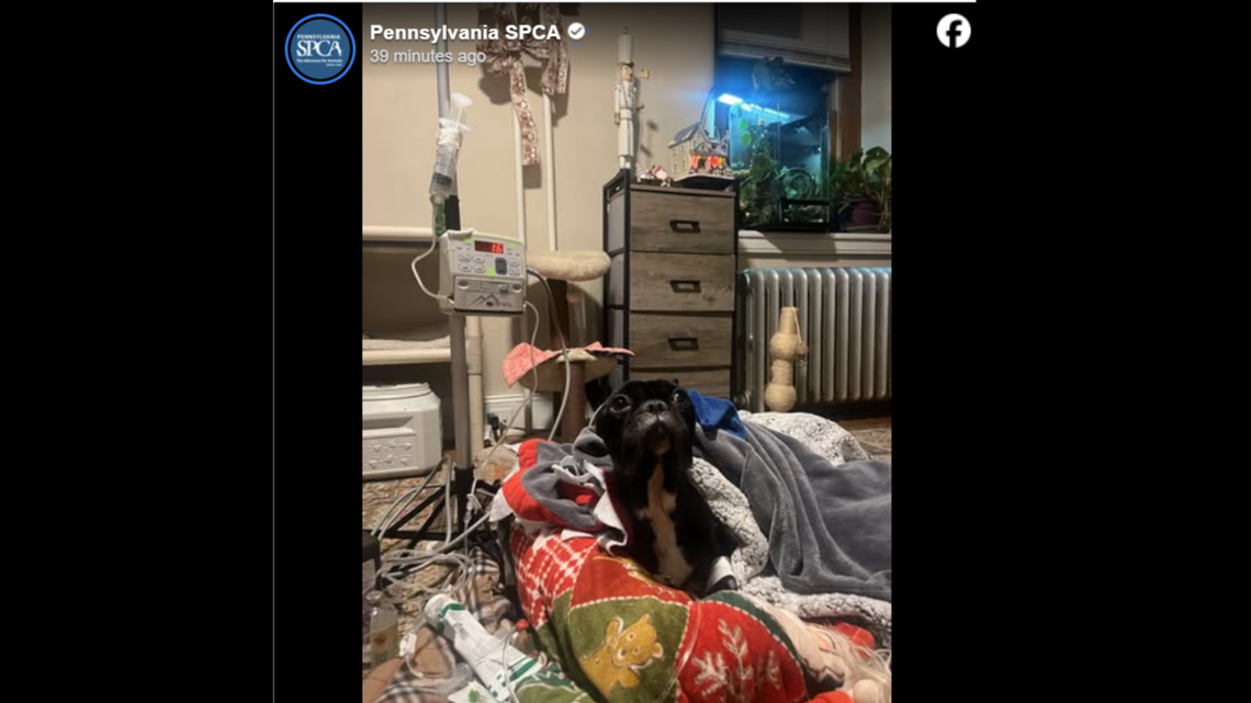 Sweet Bucko is currently on the mend at a Pennsylvania shelter.