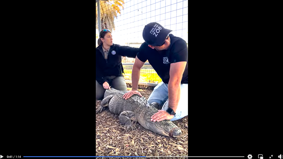 This alligator was living in a Texas backyard, officials said.