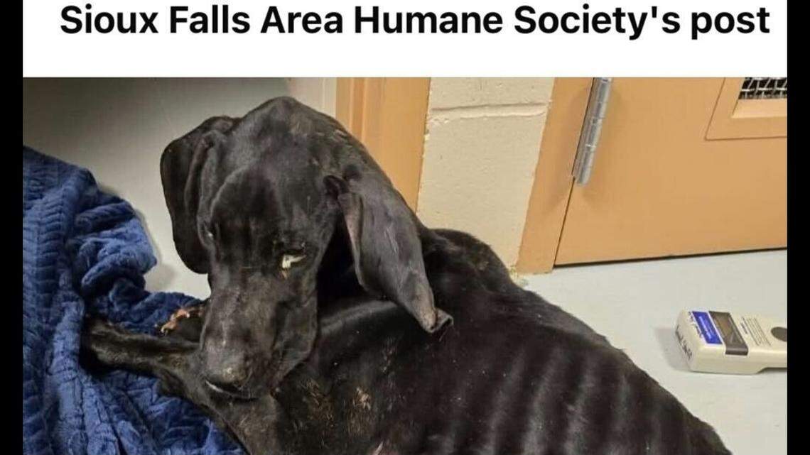 Hagrid after being brought into the shelter.