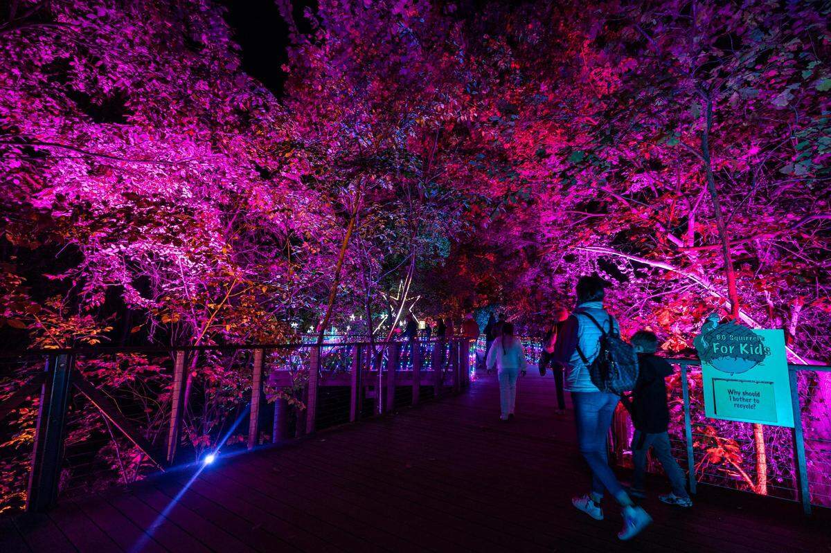 Guests begin to walk through the ‘Winter Galaxy’ display for the Lightscape 2023 event at the Fort Worth Botanic Gardens on Friday, Nov. 24, 2023.