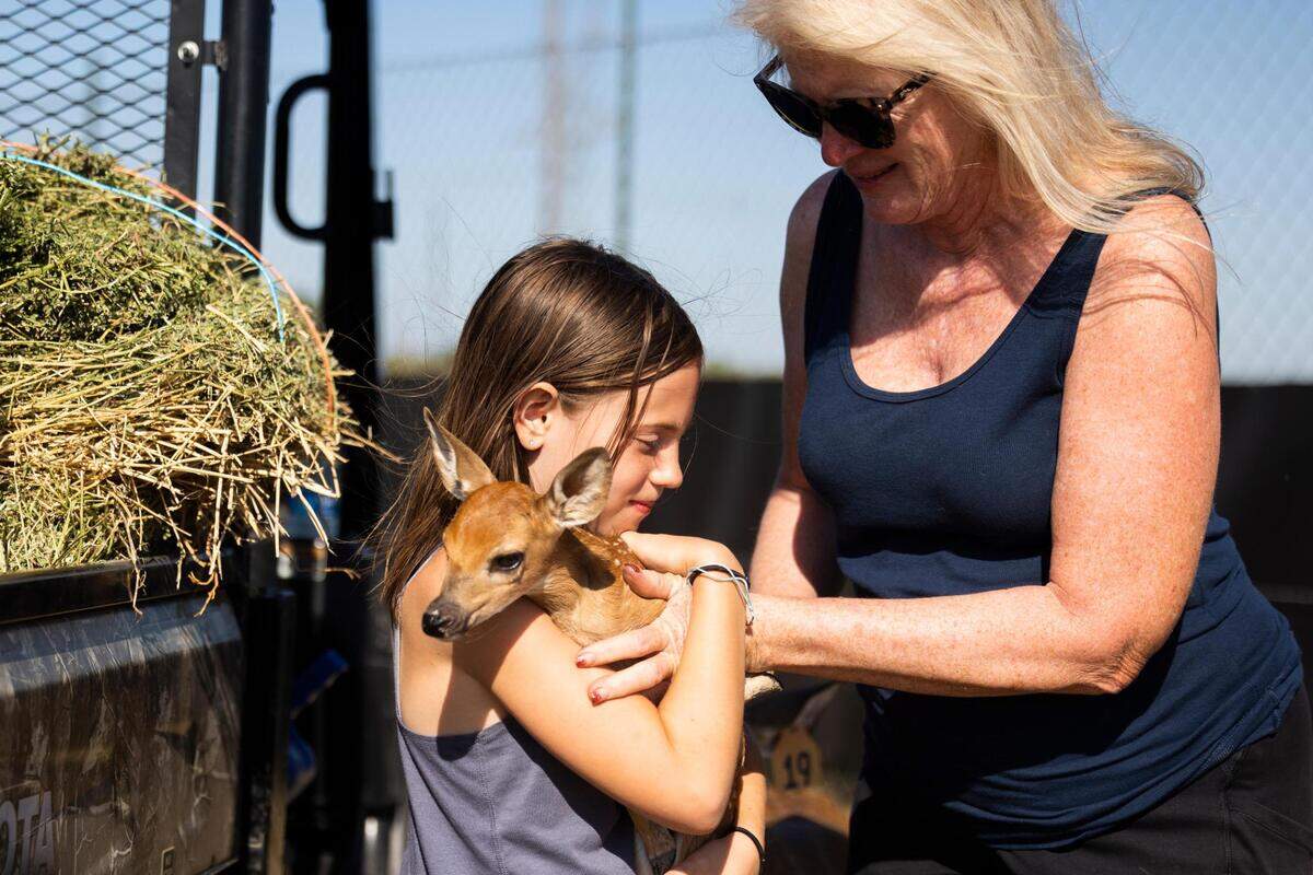 Maree Lou Williams hands a day-old fawn to Evelyn Sparks, 10, as they check for newborns Thursday, July 7, 2022, at RW Trophy Ranch in North Texas. Deer on the farm have tested positive for chronic wasting disease and the owner Robert Williams continues to fight against the Texas Parks and Wildlife order to kill the rest of the herd.