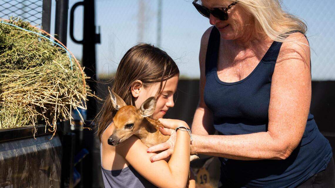 Texas rancher’s fight to save 500-deer herd from slaughter may go to state Supreme Court