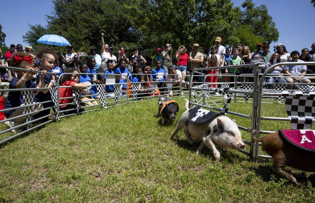 Crowds gather to watch pig races during Mayfest at Trinity Park on Saturday, May 2, 2026, in Fort Worth, Texas. The festival was held along the Trinity River.