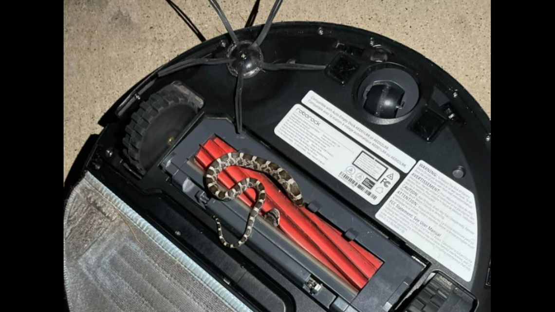 A Texas man’s robot vacuum cleaner jammed, then he found a snake tangled up inside.