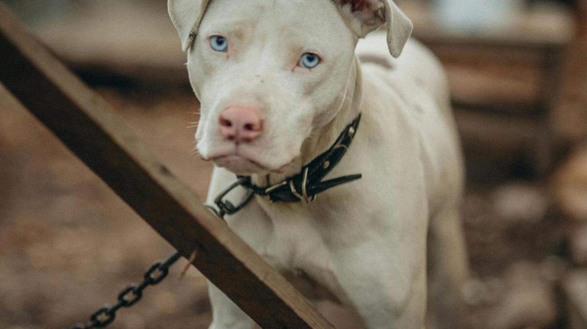 Governor Gregg Abbott signed the Safe Outdoor Dogs Act in 2022, outlawing the use of weights or chains to restrain dogs while unattended.