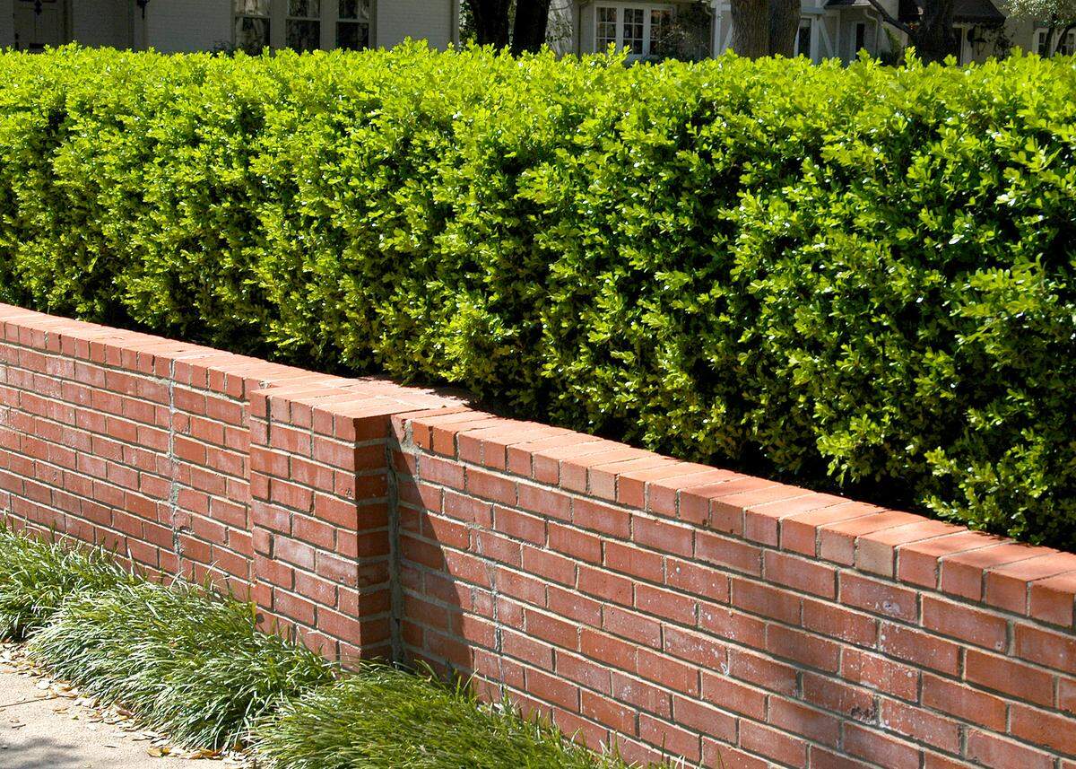 Varieties of Japanese boxwood grow to 24 to 30 inches tall.