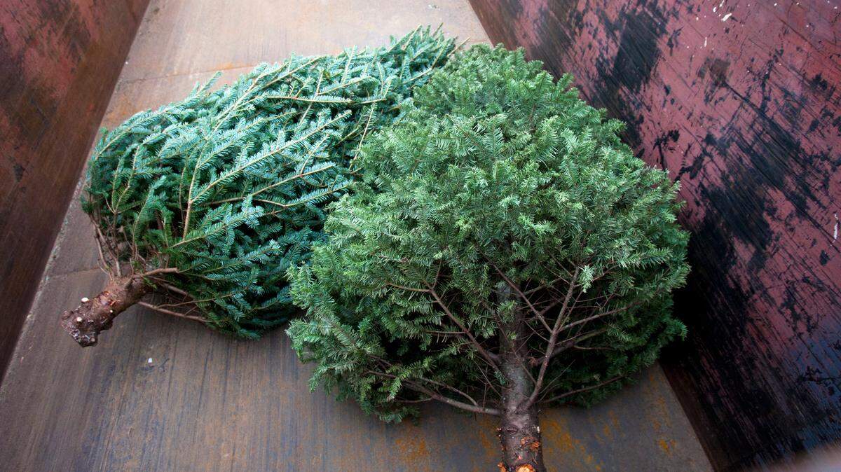 A couple of Christmas trees sit in a dumpster provided by the city of Keller in 2014 at Keller Sports Park.