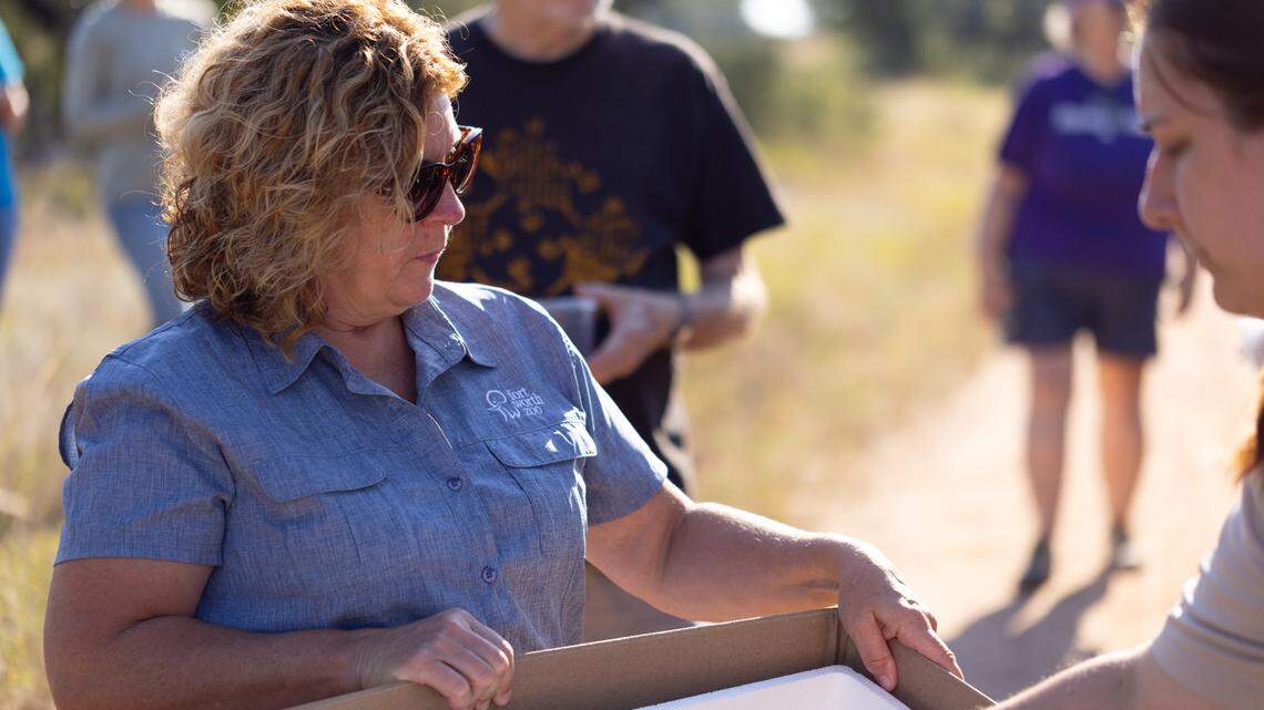 Fort Worth Zoo officials prepare to release Texas horned lizards into the wild.