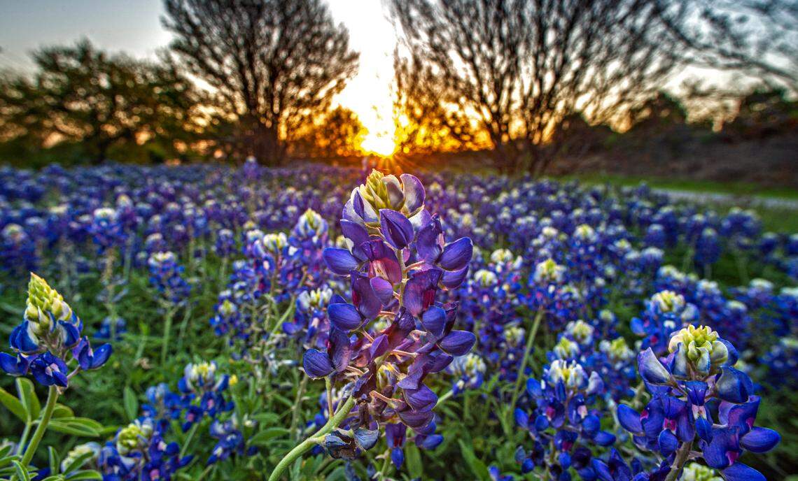 A drive down to the Texas Hill Country is a must for shutterbugs looking for spectacular purple blooms of bluebonnets.