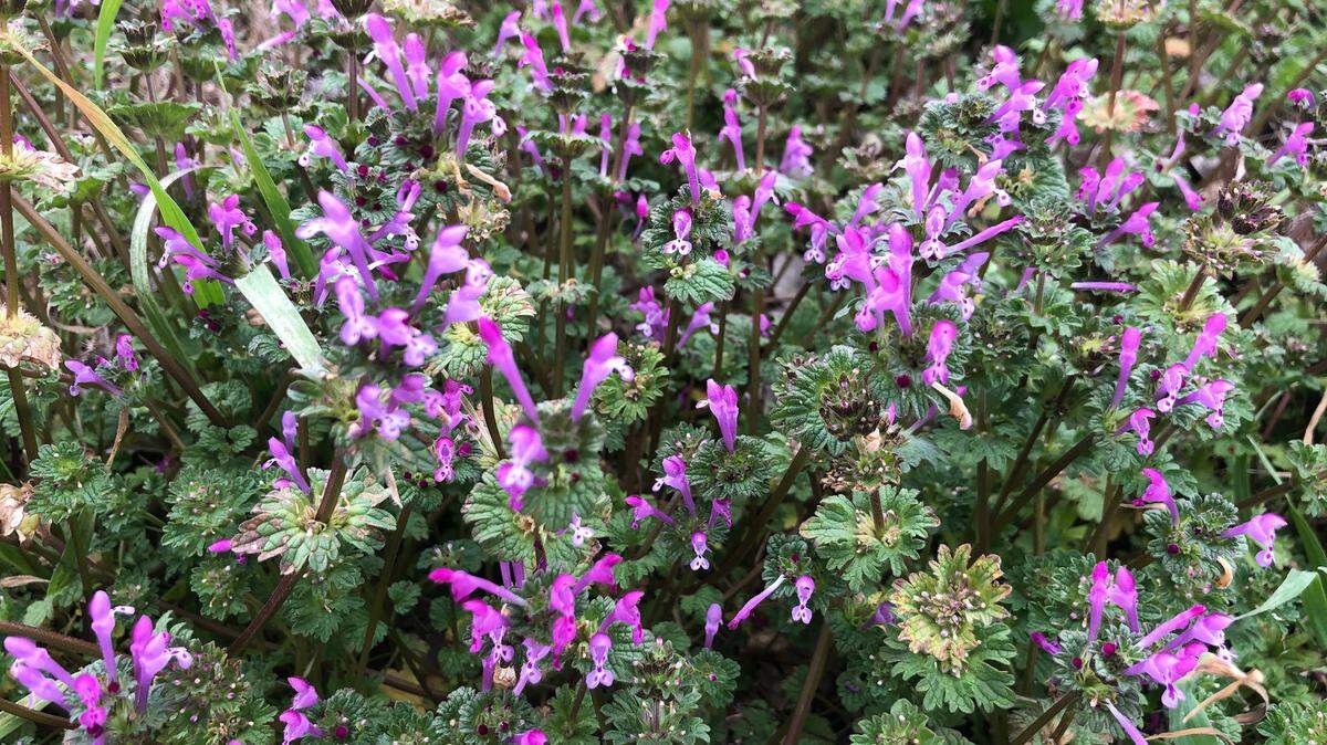 Henbit, a cool-season weed, will soon be in bloom. Flowers only last a few days and then you’re left with a mess.
