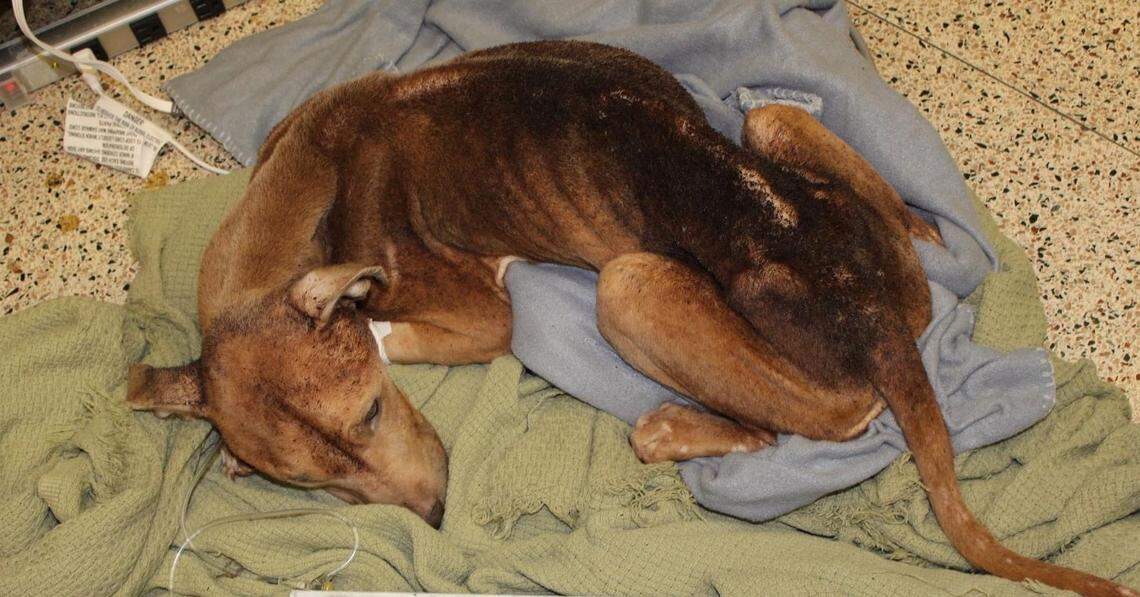 Honey was extremely emaciated when she was first brought in.