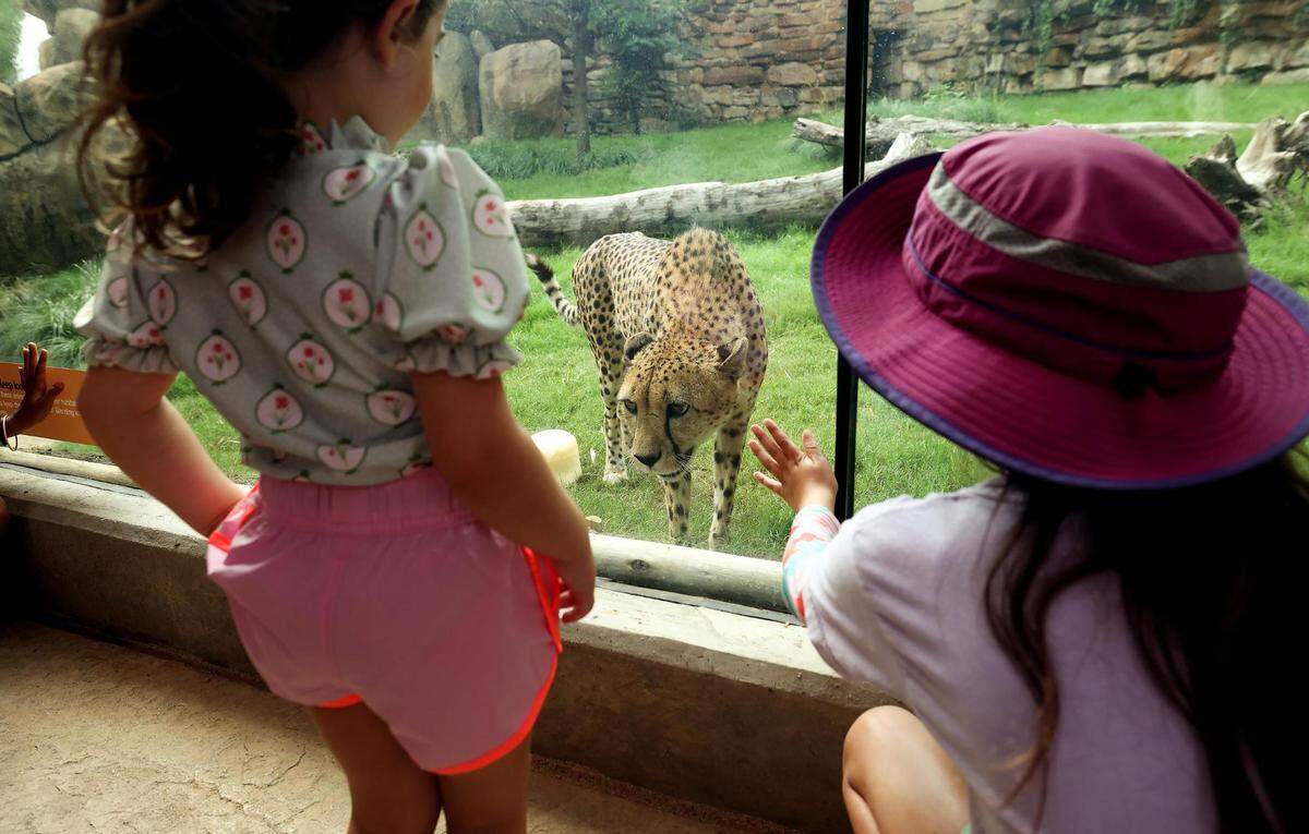 A cheetah comes up to the window of its habitat during the grand opening of the Predators of Asia & Africa expansion at the Fort Worth Zoo on Thursday, June 22, 2023.