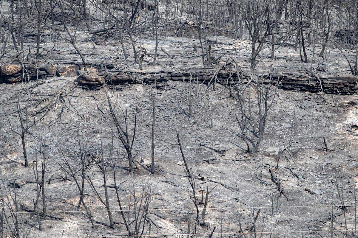 Trees razed by the wildfire that erupted Monday on Possum Kingdom Lake in Graford, Texas, on Wednesday, July 20, 2022.