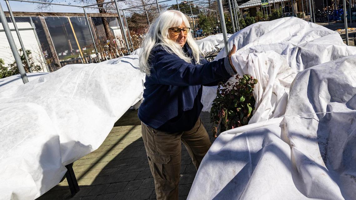 Store manager Wendy Vanderbeck covers the nandina and spirea plants for sale to protect them from snow and ice damage ahead of the winter storm at Calloway’s Nursery in Fort Worth on Wednesday, Jan. 8, 2024.