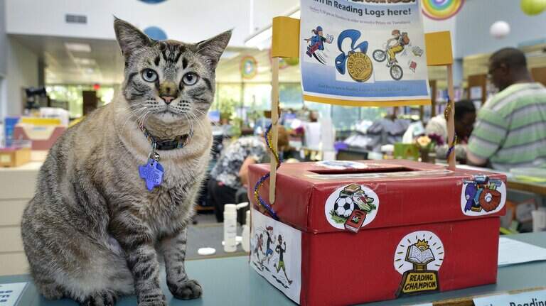 Longtime White Settlement library cat who became famous worldwide dies