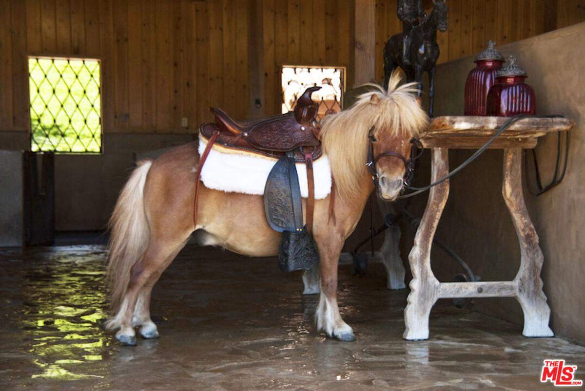 Mini-horse