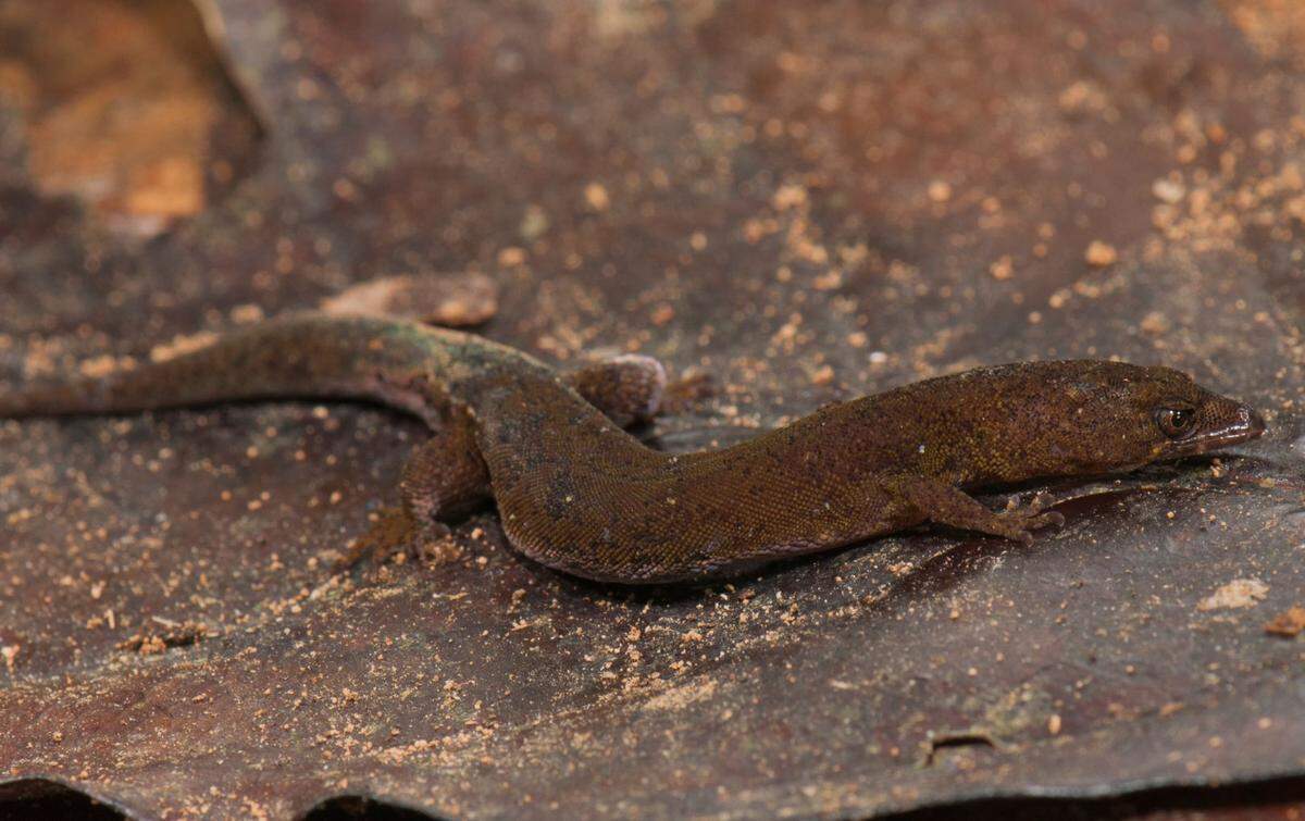 A new species of tiny lizard, called Pseudogonatodes fuscofortunatus, was discovered in Venezuela.